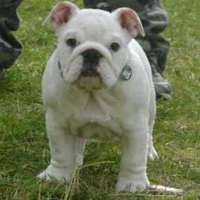 female english bulldog